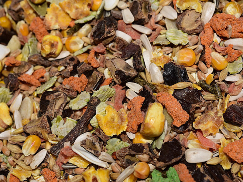 真菌毒素對人和動物有哪些危害