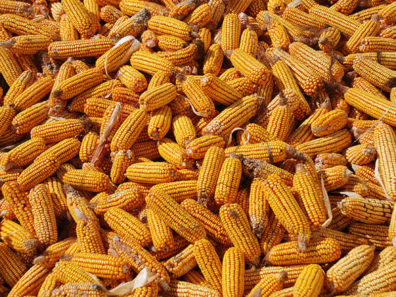 玉米中的黃曲霉毒素是怎么產生的