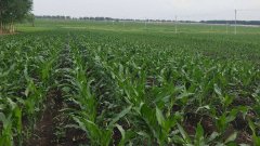 測土儀能彌補莊稼的不足嗎？