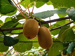 獼猴桃生長期間，補鈣是關(guān)鍵