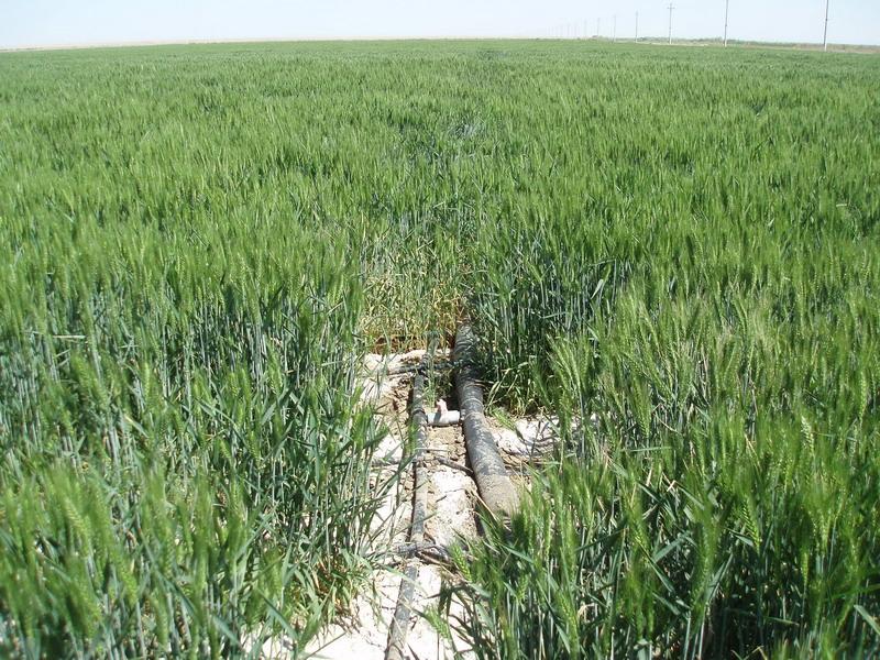 土壤鹽分速測儀，預(yù)防鹽堿地