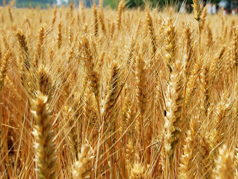 小麥種植入冬前用藥效果最佳